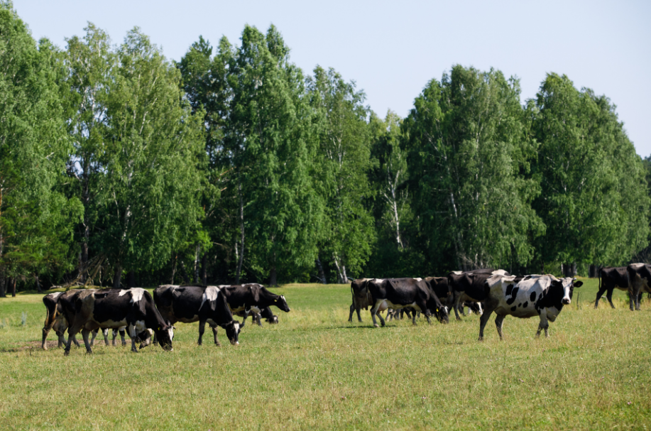 "Peut-être que ces vaches vivent mieux que vous" bienvenue au Kolkhoze Zarya "Peut-être que ces vaches vivent mieux que vous" bienvenue au Kolkhoze Zarya