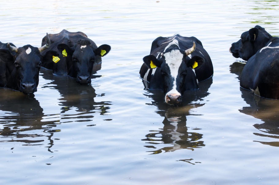 "Peut-être que ces vaches vivent mieux que vous" bienvenue au Kolkhoze Zarya "Peut-être que ces vaches vivent mieux que vous" bienvenue au Kolkhoze Zarya