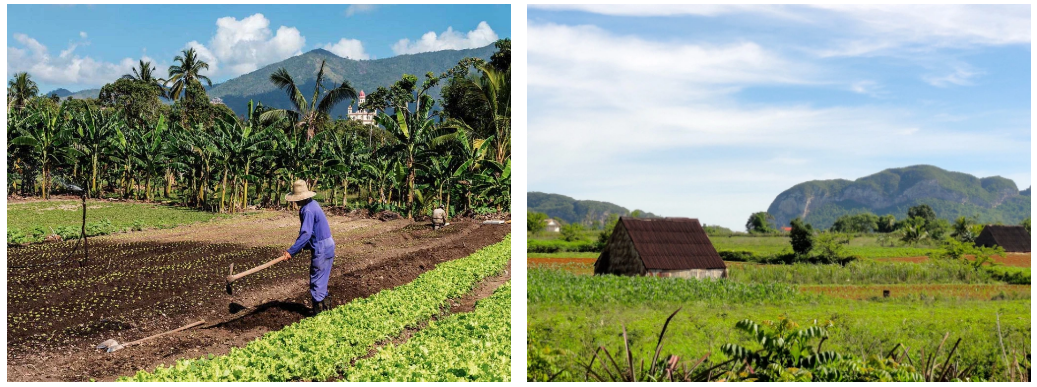 Cuba: socialisme, science et agriculture Cuba: socialisme, science et agriculture