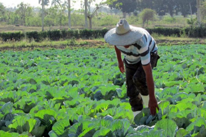 L'agriculture cubaine mise sur la lutte biologique contre les ravageurs