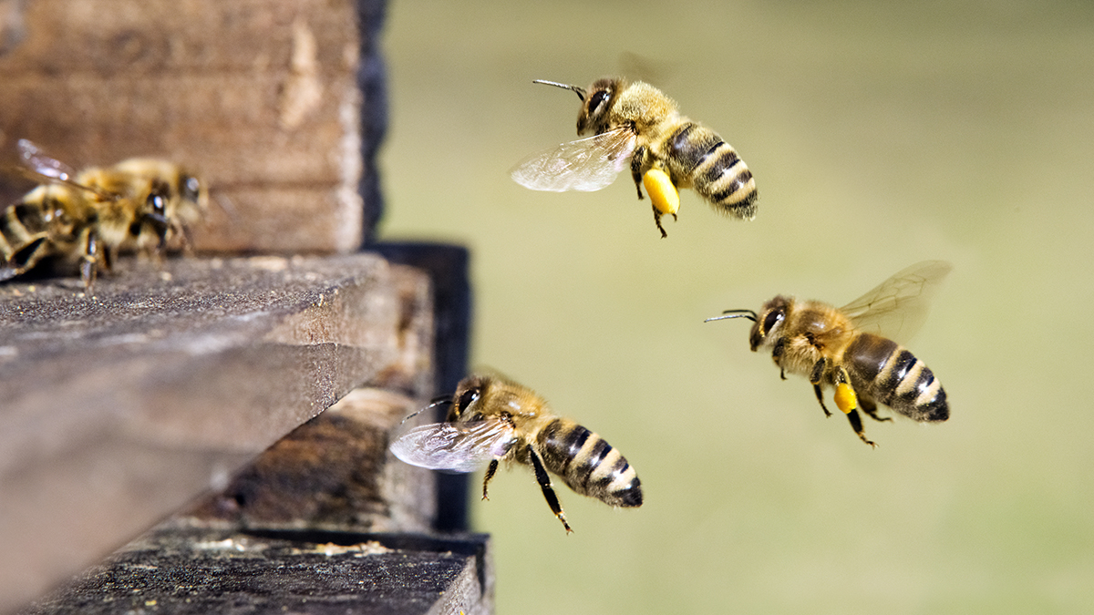 Les abeilles ont été sauvé par un député communiste