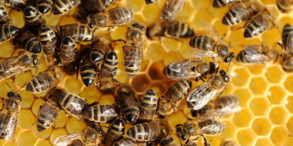 Environnement : le Sénat refuse d'interdire des insecticides dangereux pour les abeilles