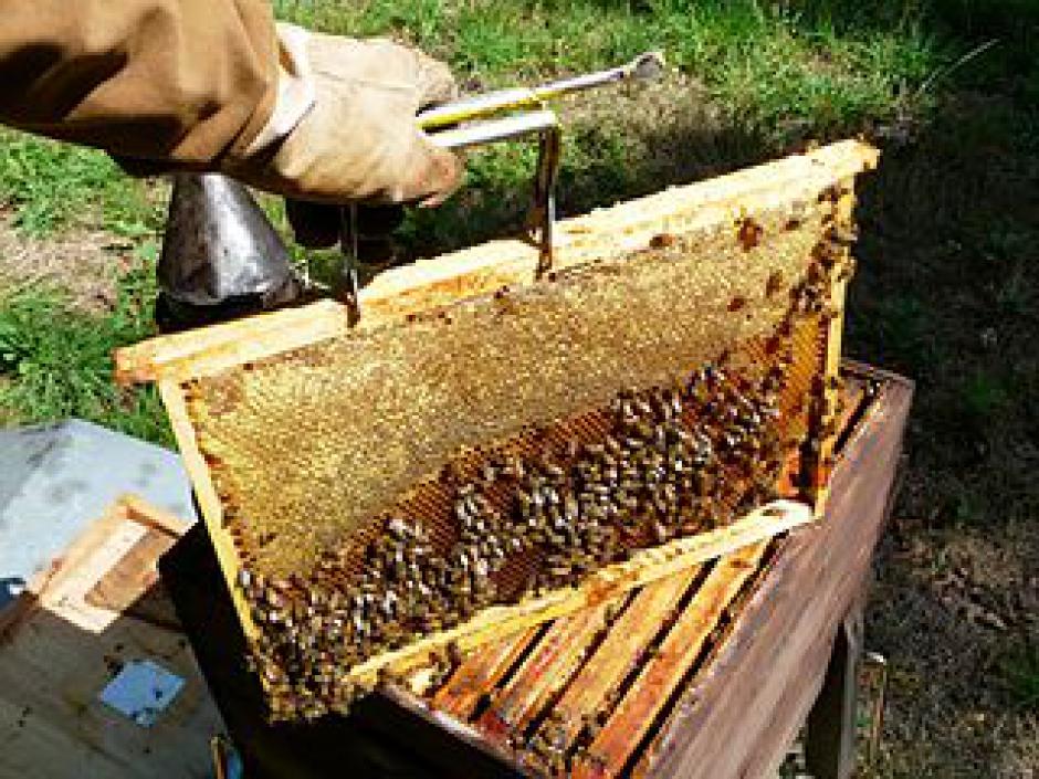 Les abeilles s'installent au PCF