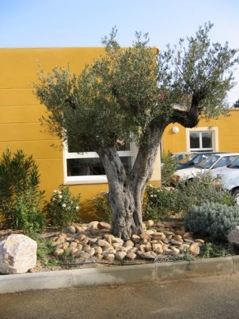 Un vieil olivier. Un vieil olivier.