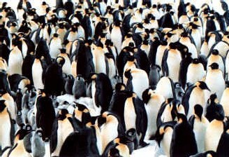 L'Homme, mammifère asocial ?