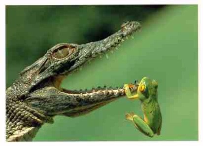 A quoi servent les amis ?