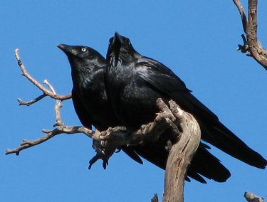Clearstream: 'l'alliance d'un corbeau et d'un juge'