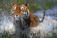 Monde: Sept tigres s'échappent d'un zoo et autres news