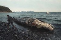Marée noire: BP a dû retirer le couvercle censé colmater la fuite