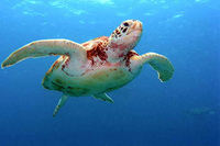 Une tortue géante repêchée en Méditerranée
