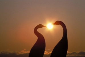 Âmes sœurs, âmes jumelles et destin Âmes sœurs, âmes jumelles et destin