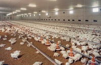 Actu Monde: Grippe aviaire aux Pays-Bas et autres news