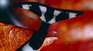 La France envahie par la haine La France envahie par la haine