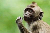 Insolites: macaque en vadrouille et autres news