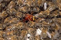 Insolites: attaque d'abeille et autres actus