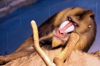 Sciences: les babouins très stressés