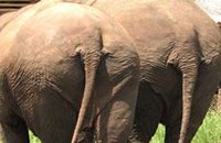 Sciences: les éléphants sauveront la planète