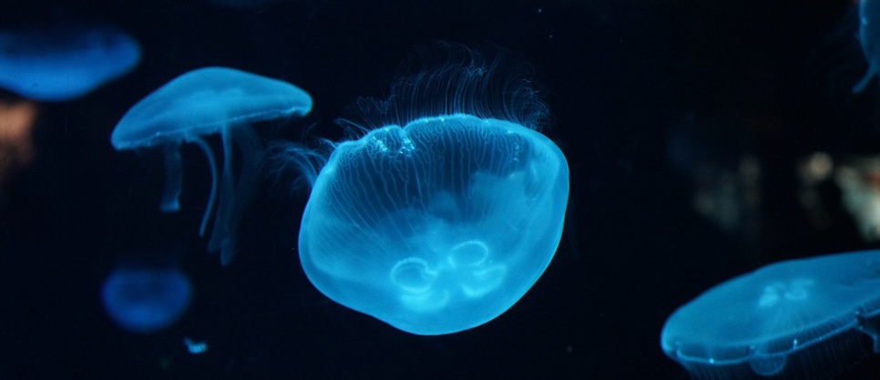 Biodiversité la France rate son leadership Biodiversité la France rate son leadership