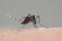 Des moustiques mortels en Europe