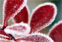 Sissi petit roi Sissi petit roi