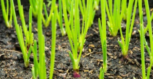 Covid, Castex et les mots traitres Covid, Castex et les mots traitres