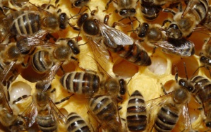 Brexit : 15 millions de bébés abeilles pourraient être saisis Brexit : 15 millions de bébés abeilles pourraient être saisis
