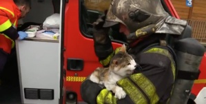 Les pompiers sauvent trois chats d'un immeuble en feu Les pompiers sauvent trois chats d'un immeuble en feu