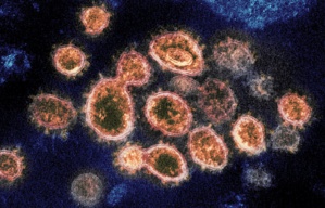 Les scientifiques détectent un nouveau coronavirus Les scientifiques détectent un nouveau coronavirus