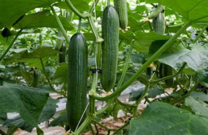 7 excellentes raisons de manger du concombre 7 excellentes raisons de manger du concombre