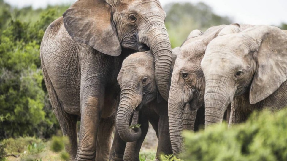 Mozanbique : les éléphants naissent de plus en plus sans défenses