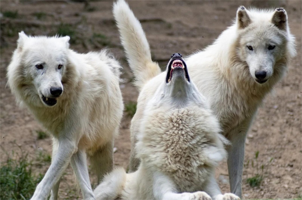 En Normandie, le loup est de retour En Normandie, le loup est de retour