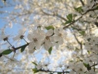 Comment est déterminée la fête de Pâques? Comment est déterminée la fête de Pâques?