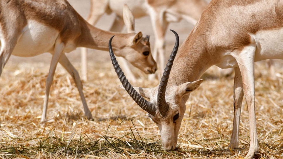 Irak : les Gazelles de la réserve SAWA meurent de faim à cause du changement climatique