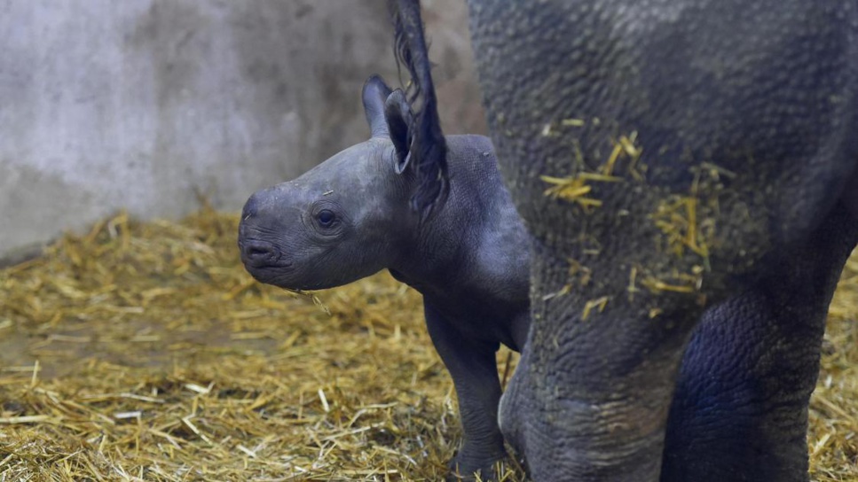 Incendies en Gironde : une dizaine d’animaux du zoo du bassin d’Arcachon n’a pas survécu Incendies en Gironde : une dizaine d’animaux du zoo du bassin d’Arcachon n’a pas survécu