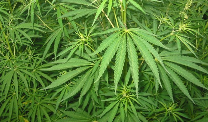 Après l'héroïne, 900 kg de cannabis sont saisis