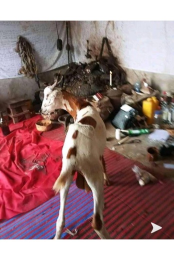 VOYANT MARABOUT VOYANT MARABOUT