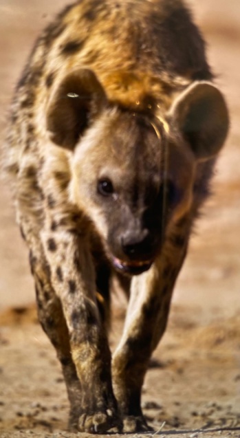 Maître Honorable SOLO, Grand Voyant, médium, meilleur marabout Africain à, Vierzon, Blois, en Centre-Val-de-Loire, Voyance amoureuse, Tel ou Whatsapp : 06 96 92 93 82 Maître Honorable SOLO, Grand Voyant, médium, meilleur marabout Africain à, Vierzon, Blois, en Centre-Val-de-Loire, Voyance amoureuse, Tel ou Whatsapp : 06 96 92 93 82