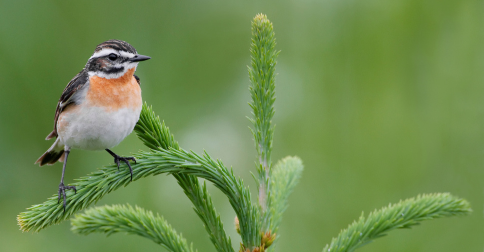 Alarmante chute des populations d'oiseaux chanteurs en Europe