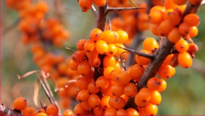 Oméga-7 : un compagnon bienveillant à votre service. Oméga-7 : un compagnon bienveillant à votre service.