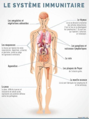 URGENT : Les compléments à prendre en cas de COVID-19 : un soutien pour renforcer le système immunitaire URGENT : Les compléments à prendre en cas de COVID-19 : un soutien pour renforcer le système immunitaire