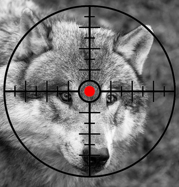 UDC, massacre de loups un déni de démocratie au 1er décembre 2023