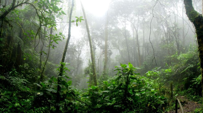 L'Énigme de la Forêt Perdue : Une nouvelle sur les enjeux environnementaux pour construire un avenir plus durable
