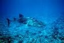 Environnement: vers l'extinction des requins et raies en Méditerranée