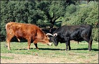 les taureaux de combat avant l'arène les taureaux de combat avant l'arène