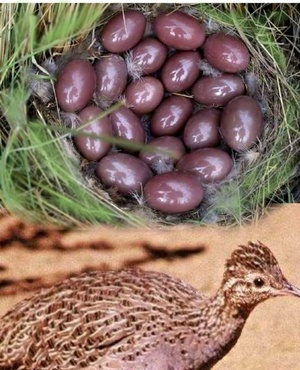 Le Pr NFA est marabout medium sorcier vaudou en Martinique: Fort-de-France et Lamentin Le Pr NFA est marabout medium sorcier vaudou en Martinique: Fort-de-France et Lamentin