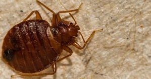 🪳 Punaises de Lit : Une Menace Silencieuse Qui Détruit Votre Santé et Votre Tranquillité ⚠️ A Lire ABSOLUMENT 🪳 Punaises de Lit : Une Menace Silencieuse Qui Détruit Votre Santé et Votre Tranquillité ⚠️ A Lire ABSOLUMENT