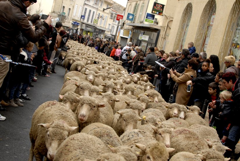 La Fête des Bergers et des Traditions de Provence à lieu à Istres en Provence