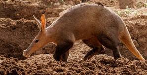 La prochaine pandémie sortira-t-elle des refuges sousterrains des animaux sauvages?