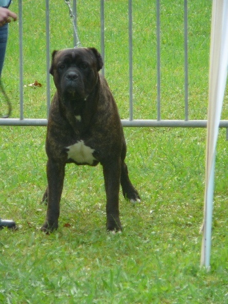 VICKING des Etangs de Magrignane VICKING des Etangs de Magrignane