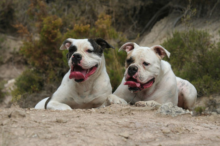 Le Bouledogue Americain, un chien au grand coeur Le Bouledogue Americain, un chien au grand coeur